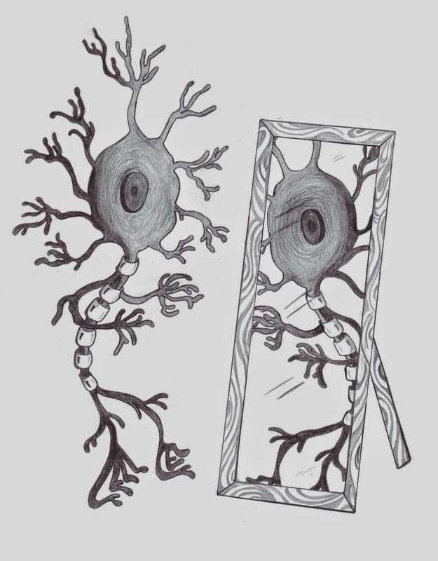 Исследования и применение зеркальных нейронов в медицине и рехабилитации
